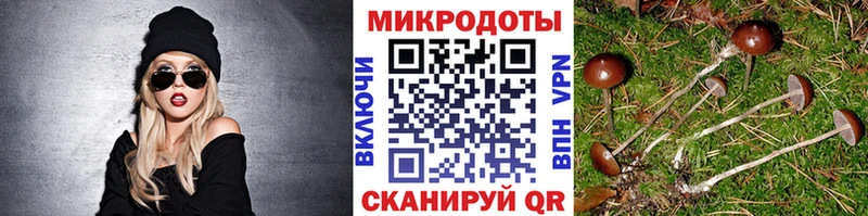 Псилоцибиновые грибы Psilocybine cubensis  Грязовец 